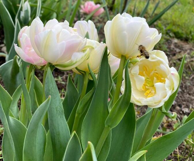 Пансион Garni San Paolo