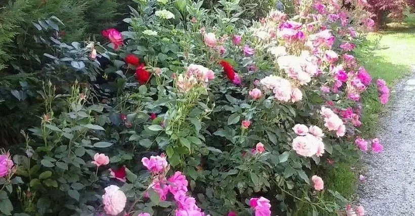 ベッドアンドブレックファースト Green Rose