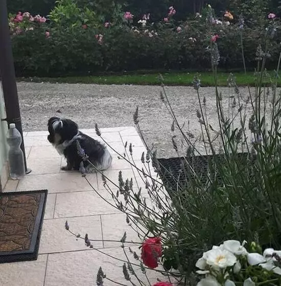 ベッドアンドブレックファースト Green Rose