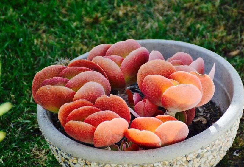 Caposud Residence And Beach Club