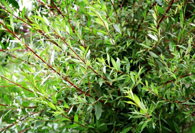 בית מלון כפרי Il Raduno