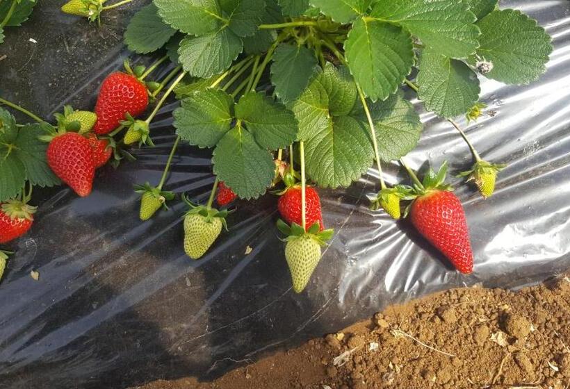 Отель La Piana Di Alsium