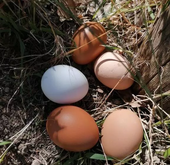 ホテル Agriturismo Etico Le Grazie