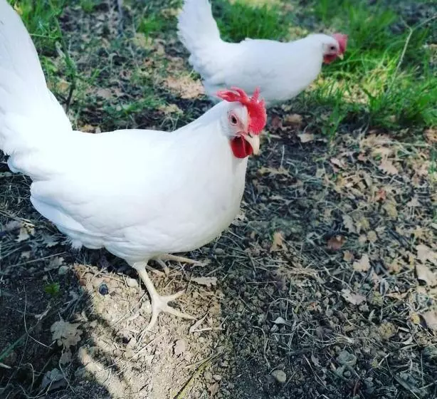 ホテル Agriturismo Etico Le Grazie