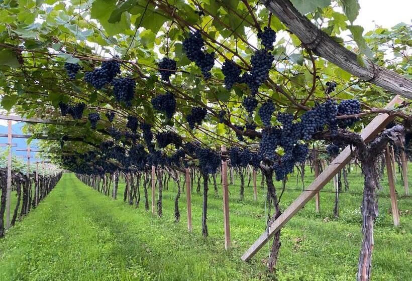 膳宿费 Garni Vinea Montis