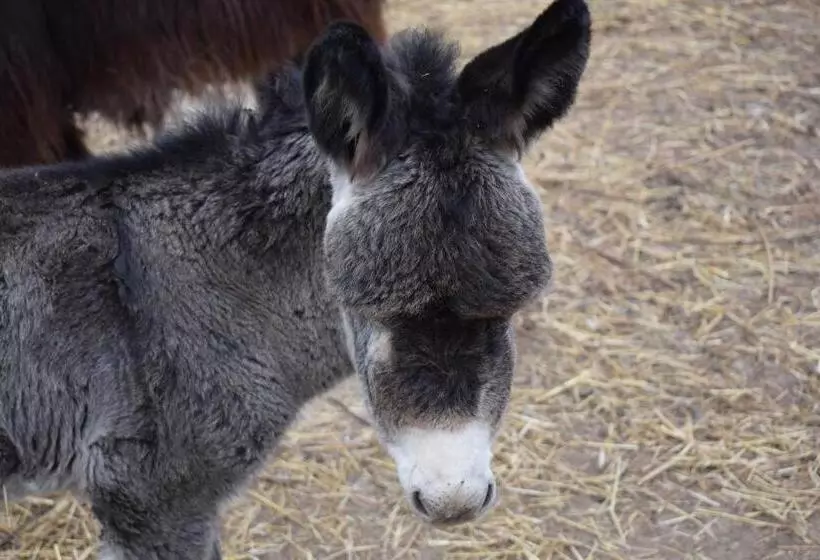 ホテル Agriturismo Cà Del Lupo