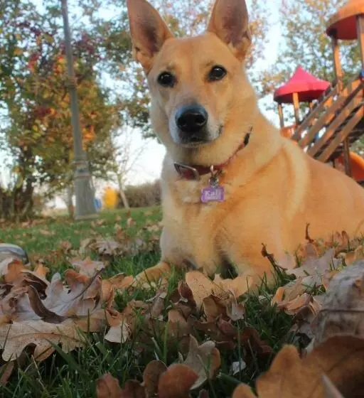 ホテル Agriturismo Il Brugnolo