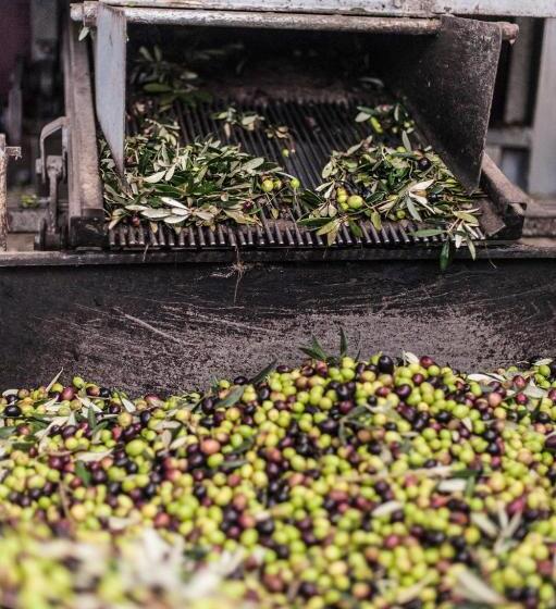 ホテル Tenuta San Felice