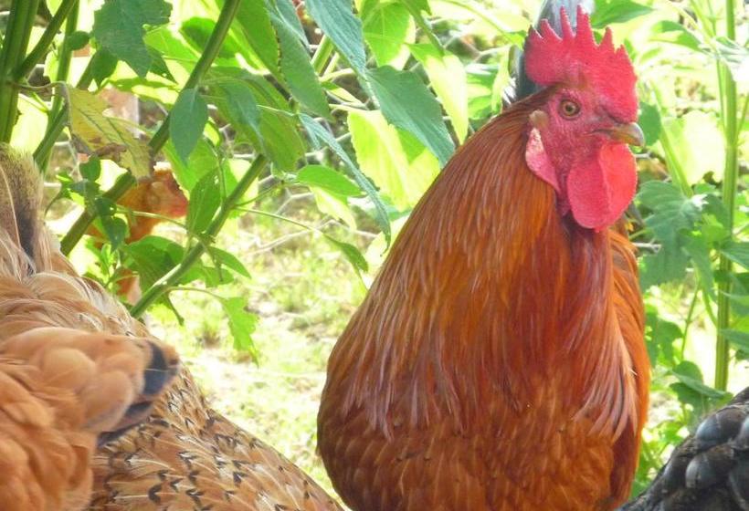 ペンション Di Baut