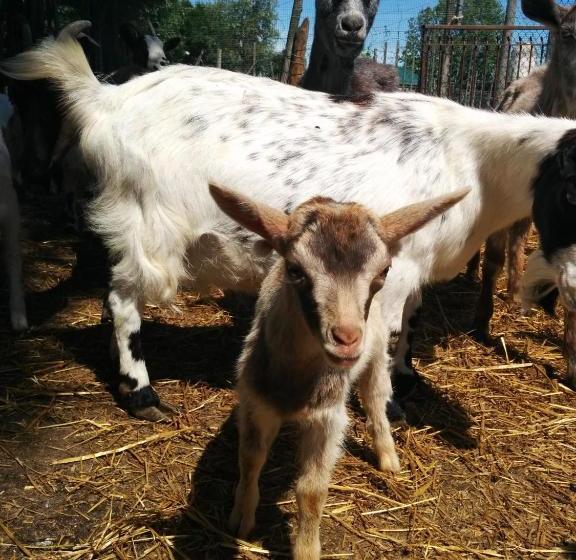 호텔 Agriturismo La Chioccia