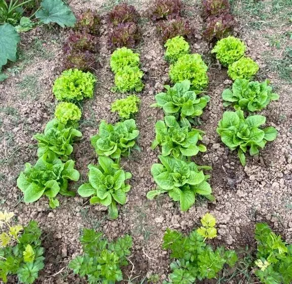 ホテル Agriturismo Popolano Di Sotto