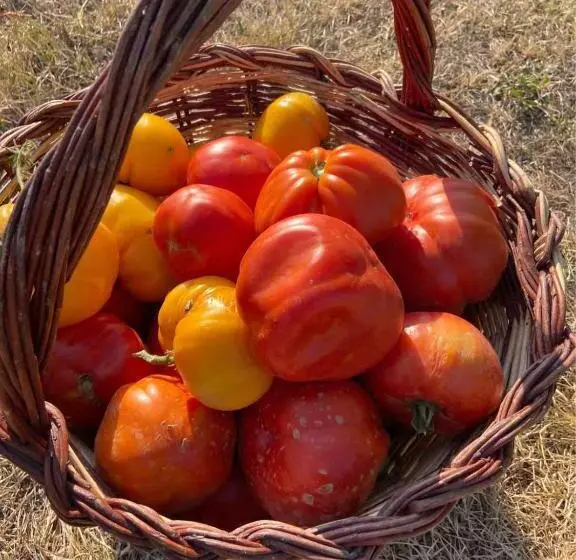 ホテル Agriturismo Popolano Di Sotto