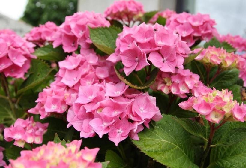 بنسيون Le Clos Du Vallon Des Courances