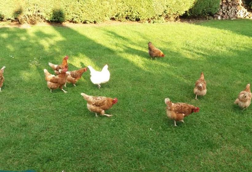 פנסיון Conifer Lodge