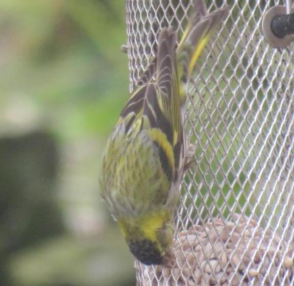 Пансион Sinai House