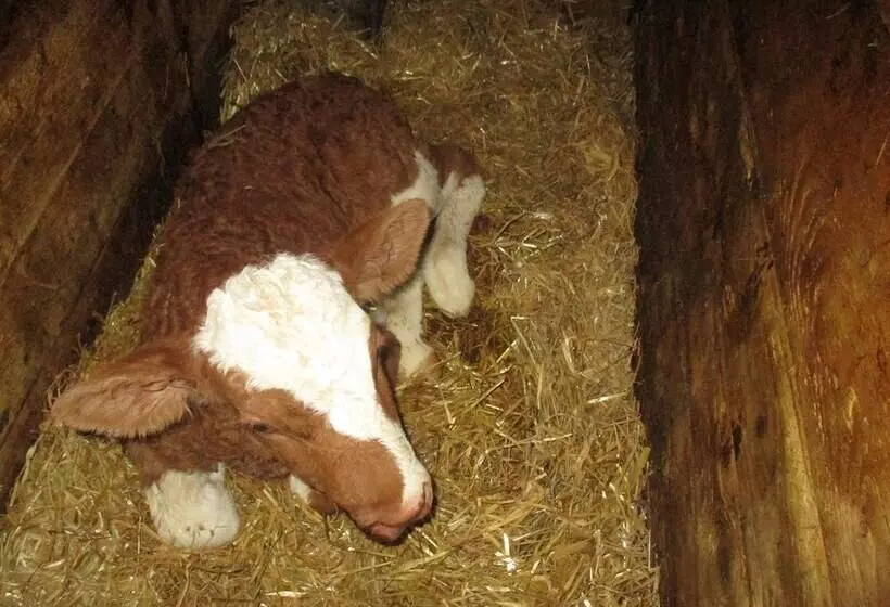 Hotelli Auf M Reifnhof