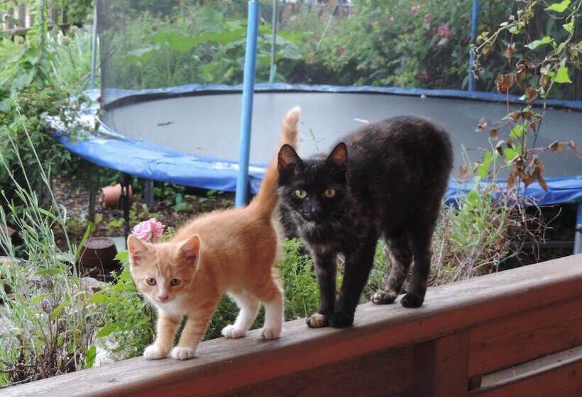 בית מלון כפרי Auf M Reifnhof