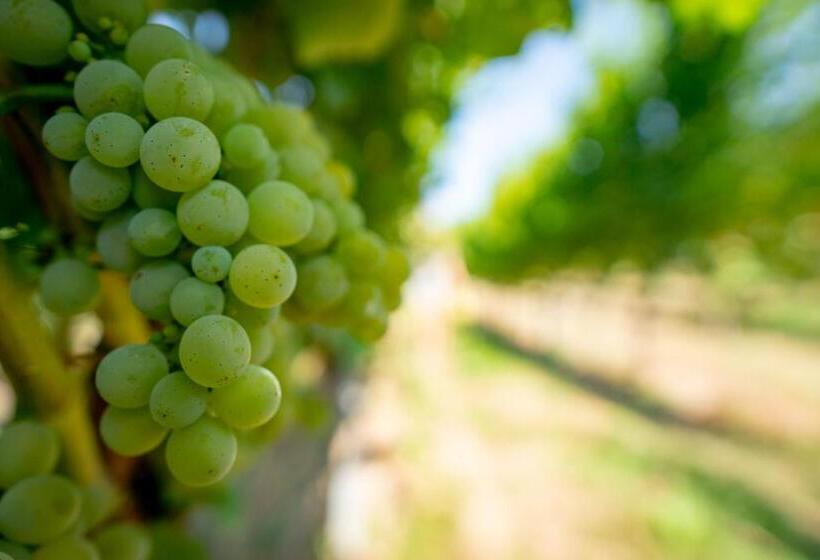 Naumburger Wein & Sekt Manufaktur Pension 1824