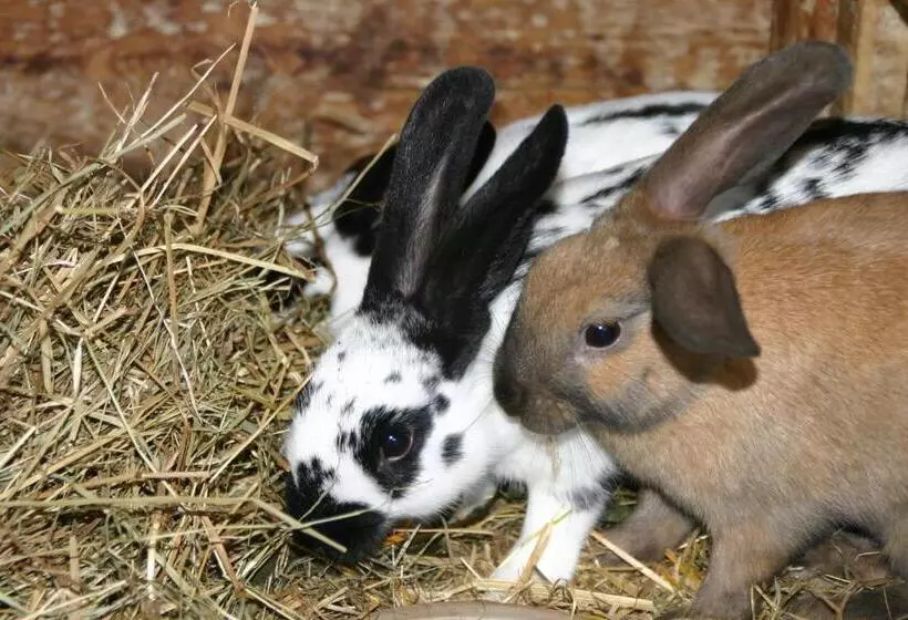 ホテル Blumbauernhof