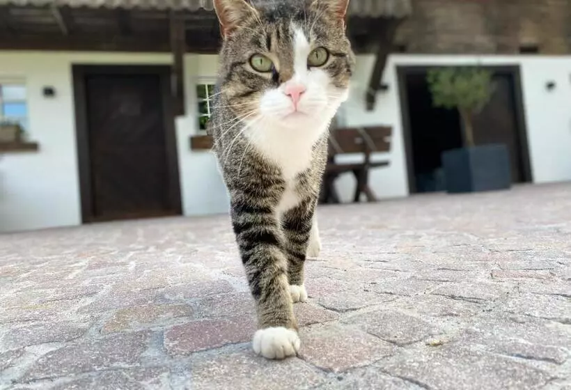 ホテル Blumbauernhof