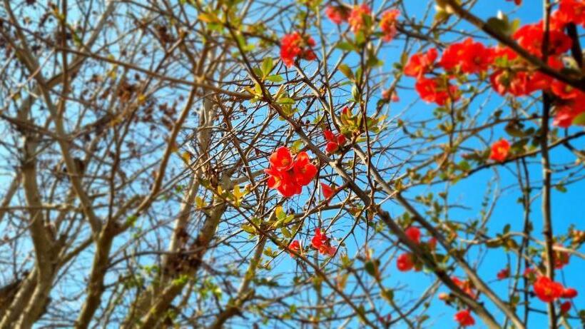 Pension Regina/gräfenhaus