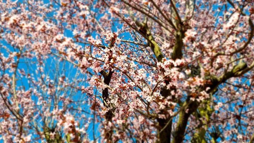 Pension Regina/gräfenhaus