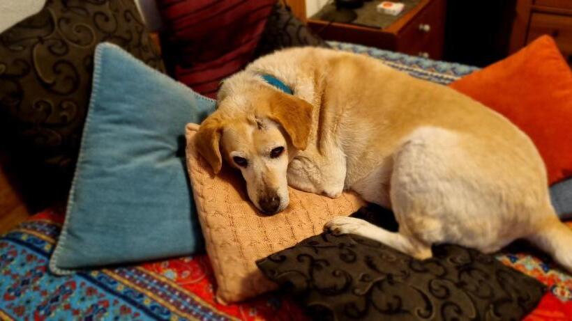 Pension Regina/gräfenhaus