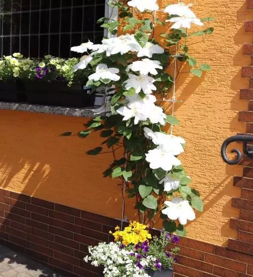 Weinstube Pension Moselblümchen