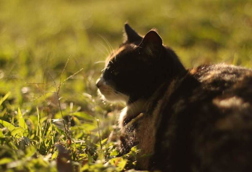 پانسیون Buriti Ecoh Rnt56521