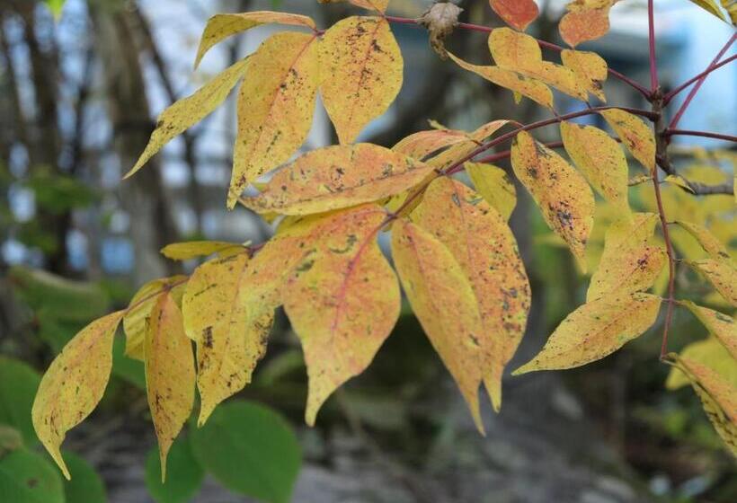 Общежитие Shikino Yado Subaru