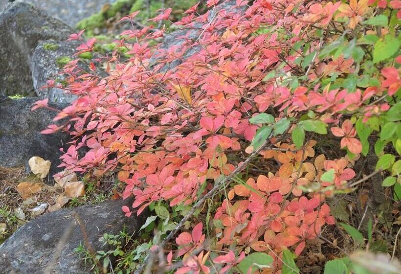 Общежитие Shikino Yado Subaru