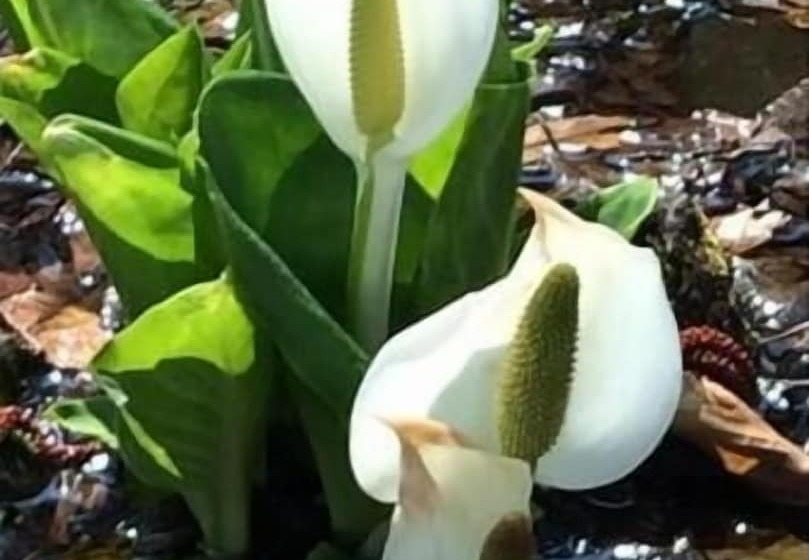 Общежитие Shikino Yado Subaru