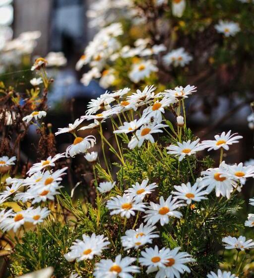 膳宿费 Deodar Homestay