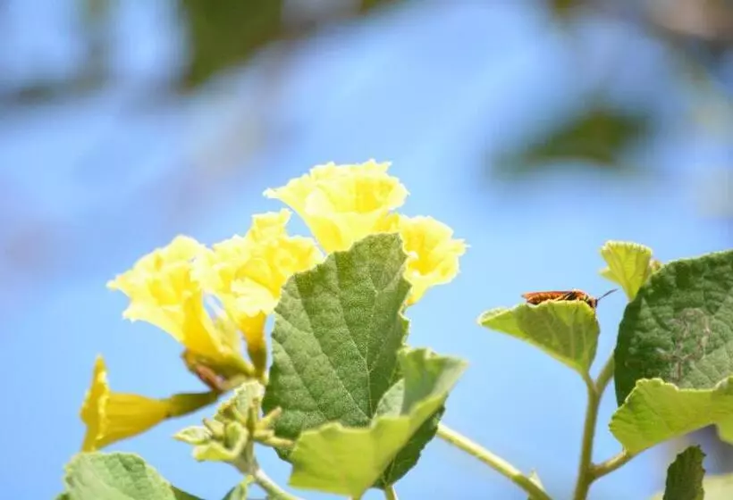 Majatalo Hostal Muyuyo