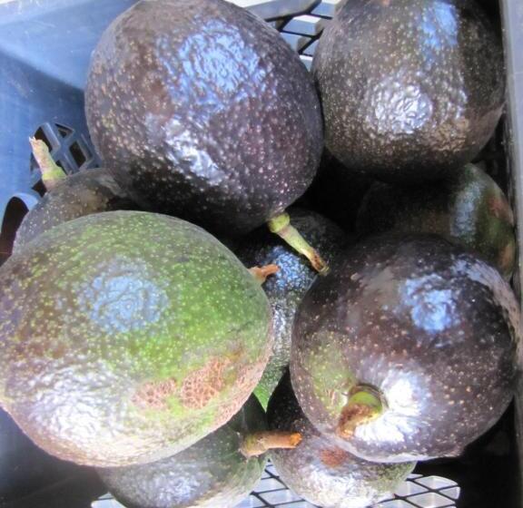 צימר Coffee Garden