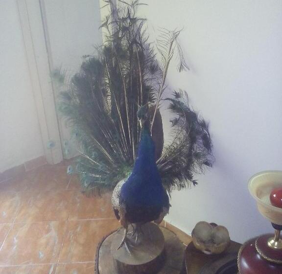 پانسیون Karafil Guesthouse