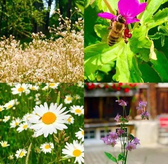 Retkeilymaja Ferienhotel Idyll Gais