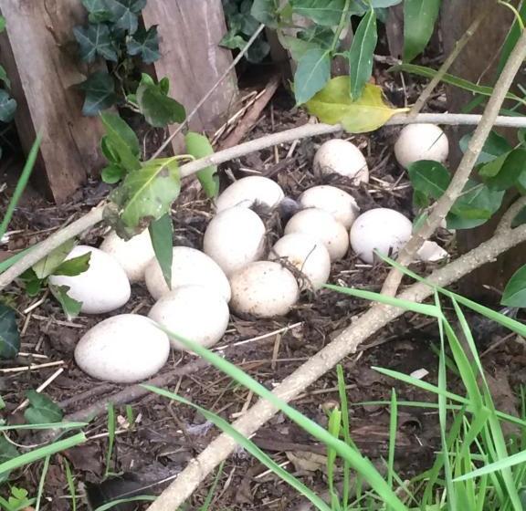 ペンション La Casa Vinilla