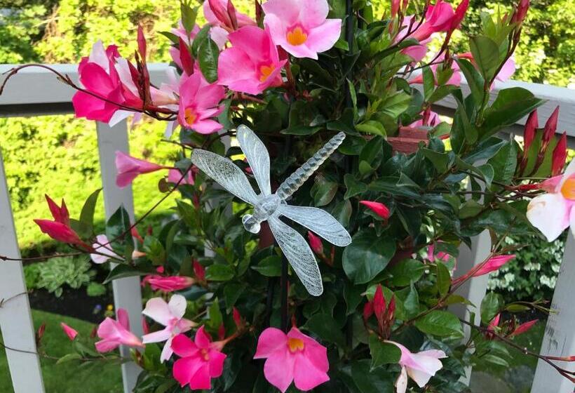 بنسيون Dragonfly Guest House