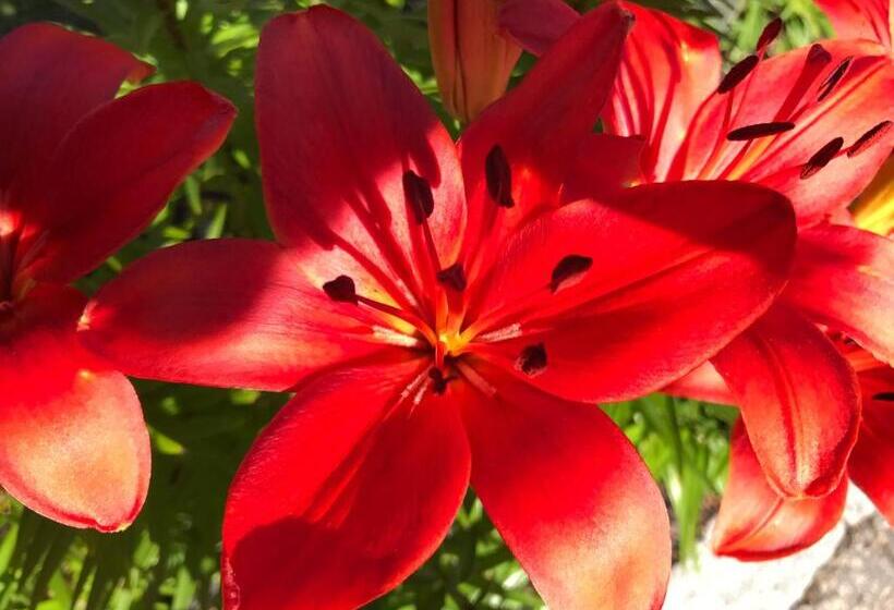 بنسيون Dragonfly Guest House