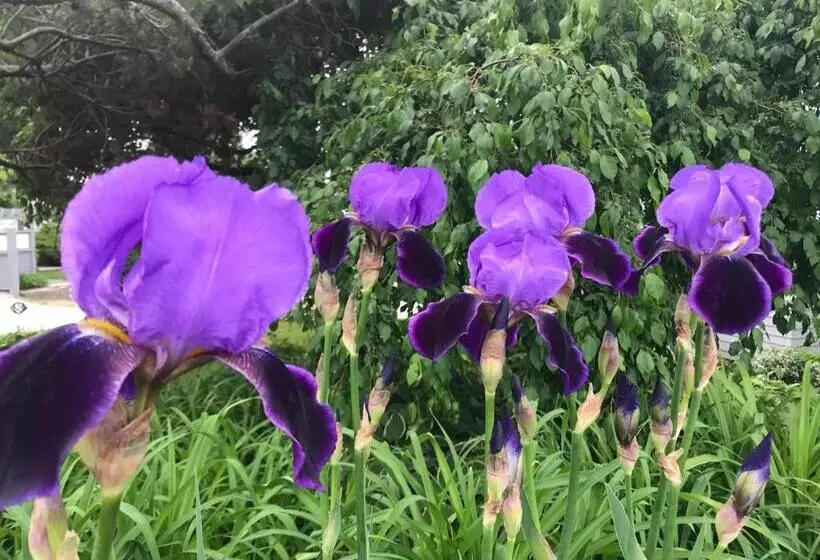 ペンション Dragonfly Guest House