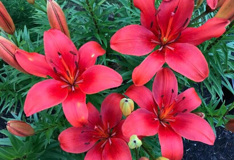 بنسيون Dragonfly Guest House