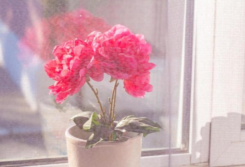 Pensione Green House