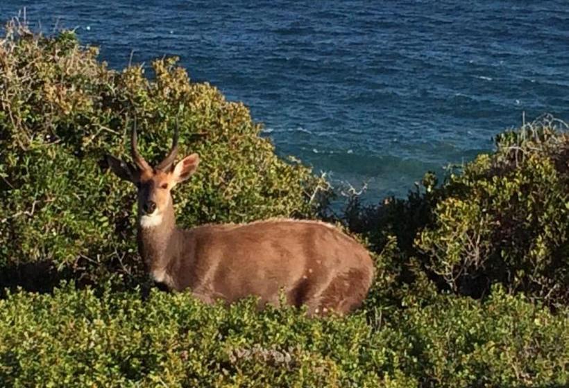 膳宿费 387 Bushbuck