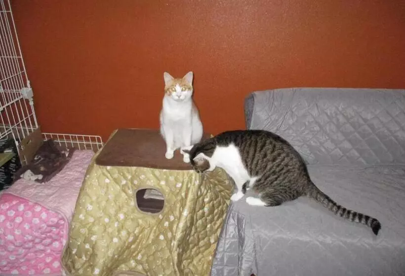 Majatalo Guesthouse Shell