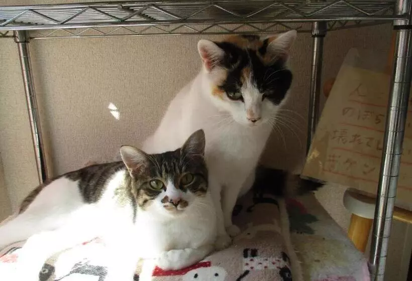 Majatalo Guesthouse Shell