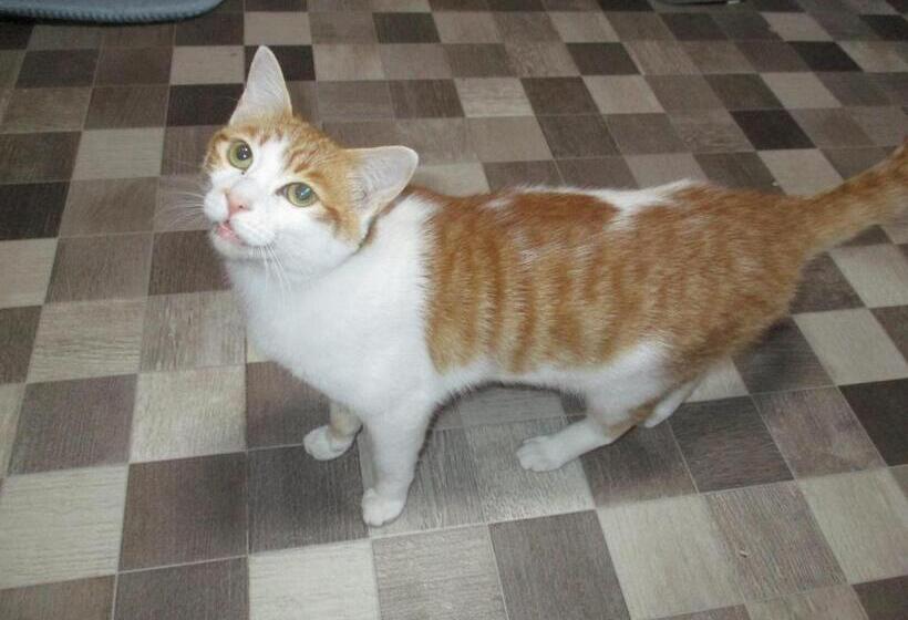 Pensione Guesthouse Shell