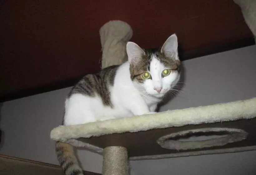 Majatalo Guesthouse Shell