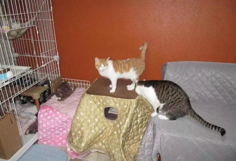 Majatalo Guesthouse Shell