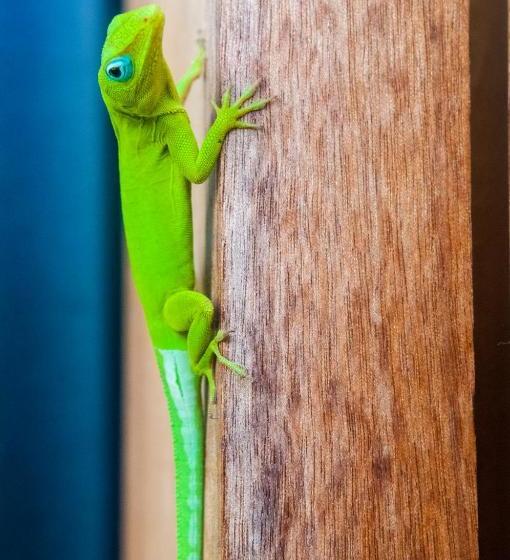 پانسیون La Résidence Nou Cinq